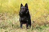 SCHIPPERKE 418